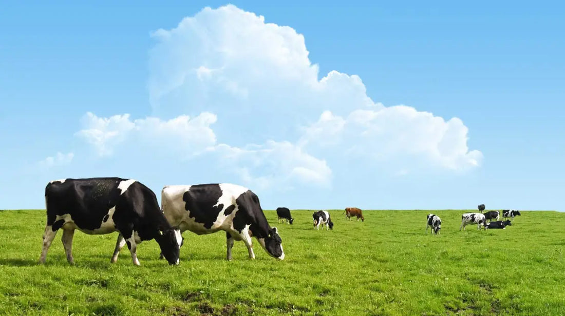 grass feed beef grazing